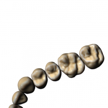 Tooth Library ZRS Wiedmann Upgrade Tooth Library ZRS Wiedmann Upgrade